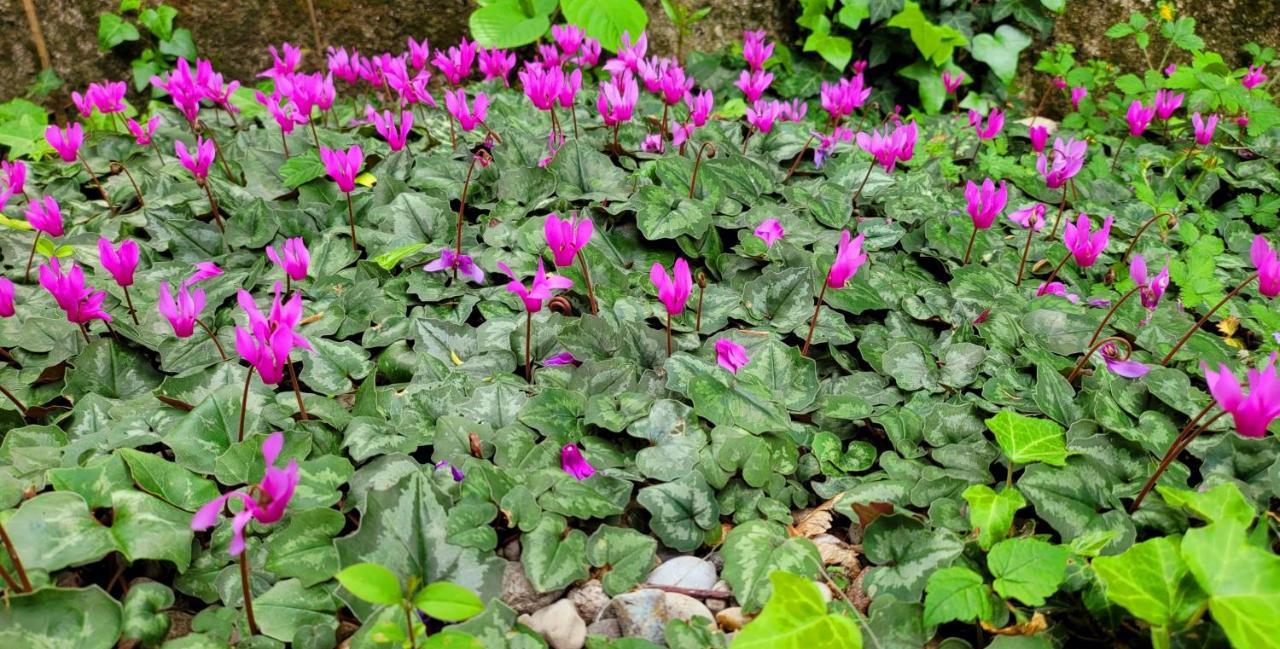 Camping Pilzone Iseo Kültér fotó