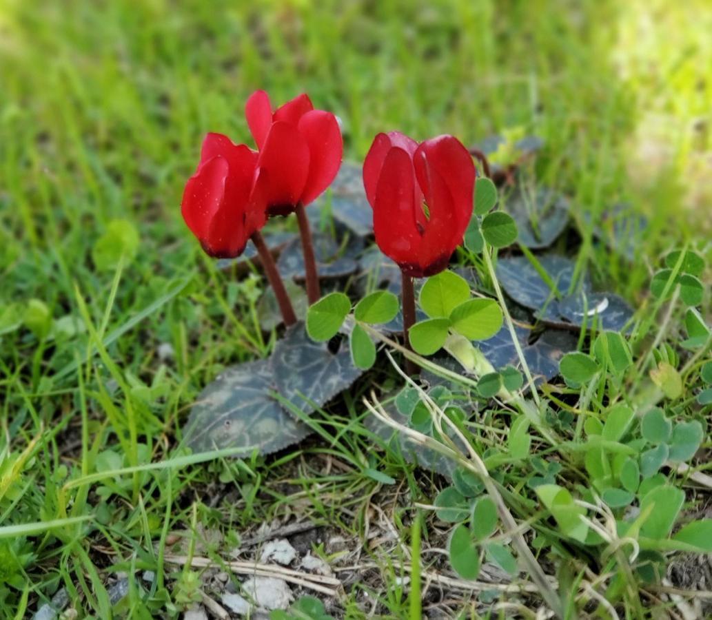 Camping Pilzone Iseo Kültér fotó